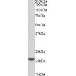 Western Blot - Anti-C20orf20 Antibody (A85079) - Antibodies.com