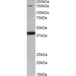 Western Blot - Anti-IRS4 Antibody (A85080) - Antibodies.com