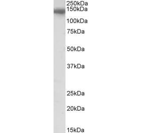 Western Blot - Anti-CEBPZ Antibody (A85081) - Antibodies.com