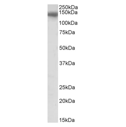 Western Blot - Anti-CEBPZ Antibody (A85081) - Antibodies.com