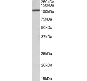 Western Blot - Anti-Cebpz Antibody (A85082) - Antibodies.com