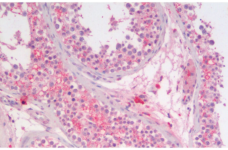 Immunohistochemistry - Anti-SGTA Antibody (A85083) - Antibodies.com