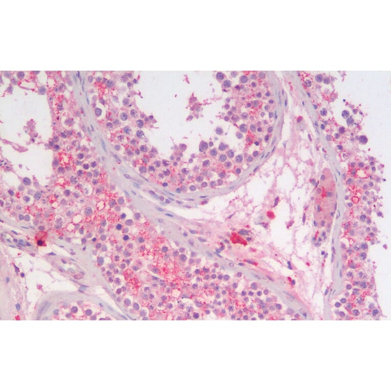 Immunohistochemistry - Anti-SGTA Antibody (A85083) - Antibodies.com
