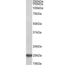 Western Blot - Anti-Dnajc5 Antibody (A85085) - Antibodies.com