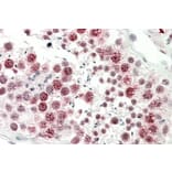 Immunohistochemistry - Anti-DNAJC5G Antibody (A85086) - Antibodies.com