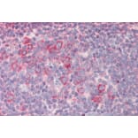 Immunohistochemistry - Anti-RPL23 Antibody (A85087) - Antibodies.com
