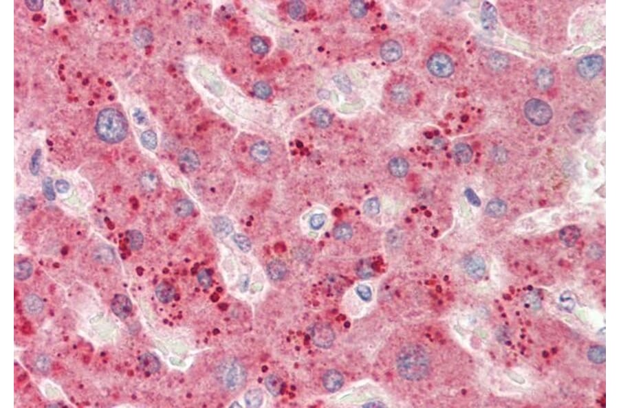 Immunohistochemistry - Anti-RPL23 Antibody (A85087) - Antibodies.com
