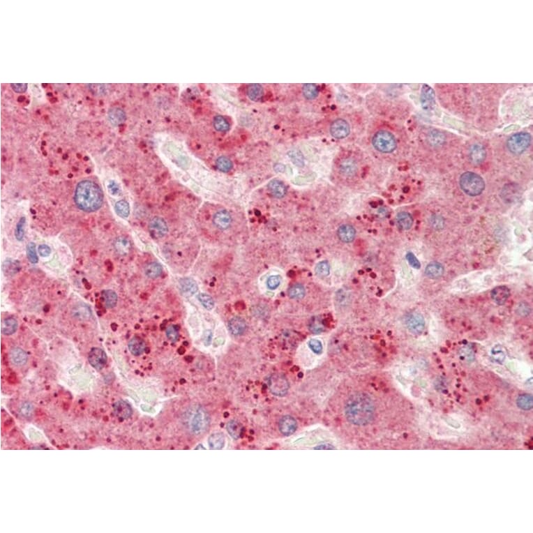 Immunohistochemistry - Anti-RPL23 Antibody (A85087) - Antibodies.com