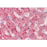 Immunohistochemistry - Anti-RPL23 Antibody (A85087) - Antibodies.com