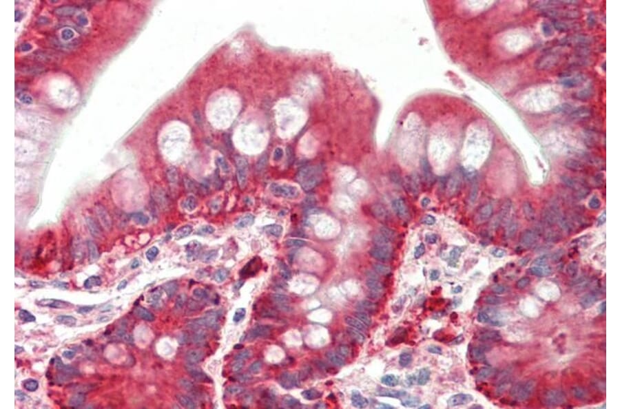 Immunohistochemistry - Anti-PYROXD1 Antibody (A85088) - Antibodies.com