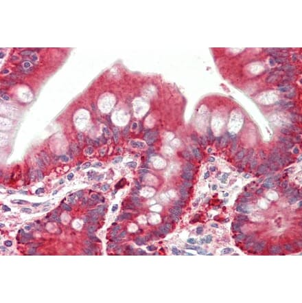 Immunohistochemistry - Anti-PYROXD1 Antibody (A85088) - Antibodies.com