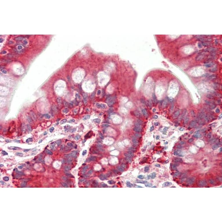 Immunohistochemistry - Anti-PYROXD1 Antibody (A85088) - Antibodies.com