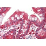 Immunohistochemistry - Anti-PYROXD1 Antibody (A85088) - Antibodies.com