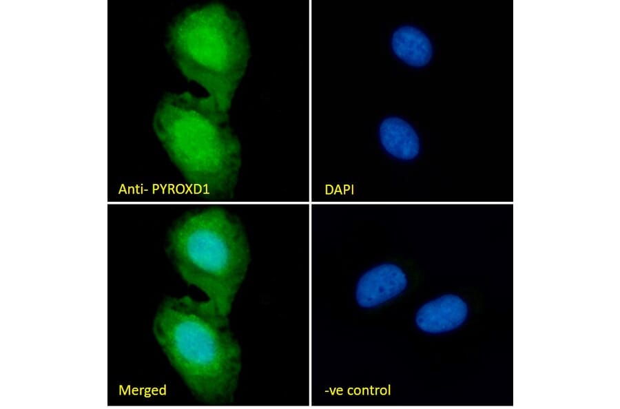 Immunofluorescence - Anti-PYROXD1 Antibody (A85088) - Antibodies.com