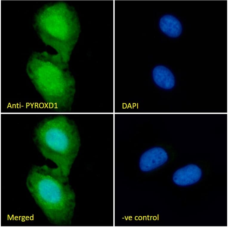 Immunofluorescence - Anti-PYROXD1 Antibody (A85088) - Antibodies.com