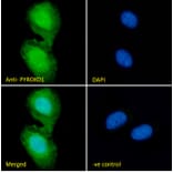 Immunofluorescence - Anti-PYROXD1 Antibody (A85088) - Antibodies.com