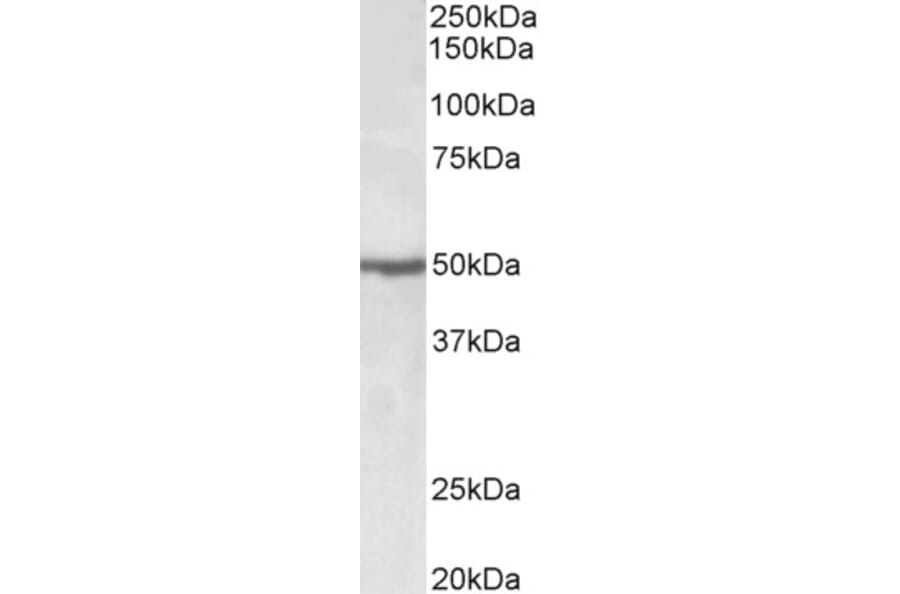 Western Blot - Anti-EEF1A2 Antibody (A85089) - Antibodies.com