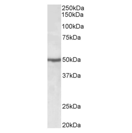Western Blot - Anti-EEF1A2 Antibody (A85089) - Antibodies.com