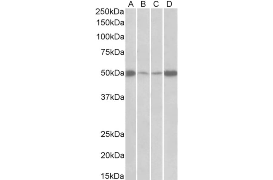 Western Blot - Anti-EEF1A2 Antibody (A85089) - Antibodies.com