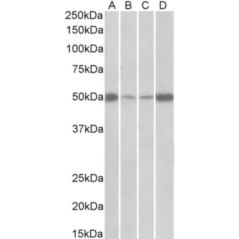 Western Blot - Anti-EEF1A2 Antibody (A85089) - Antibodies.com