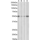 Western Blot - Anti-EEF1A2 Antibody (A85089) - Antibodies.com
