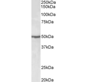 Western Blot - Anti-EEF1A2 Antibody (A85089) - Antibodies.com