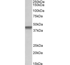 Western Blot - Anti-PTCD2 Antibody (A85091) - Antibodies.com