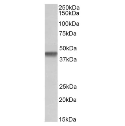 Western Blot - Anti-PTCD2 Antibody (A85091) - Antibodies.com