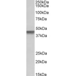 Western Blot - Anti-PTCD2 Antibody (A85091) - Antibodies.com