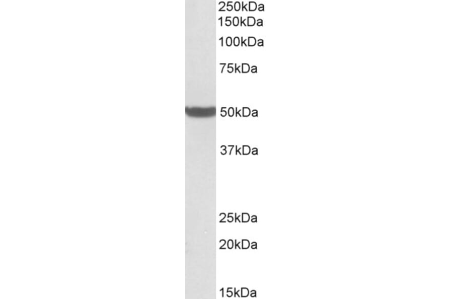 Western Blot - Anti-PTCD2 Antibody (A85092) - Antibodies.com