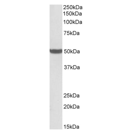 Western Blot - Anti-PTCD2 Antibody (A85092) - Antibodies.com