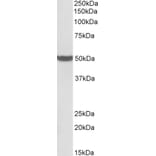 Western Blot - Anti-PTCD2 Antibody (A85092) - Antibodies.com