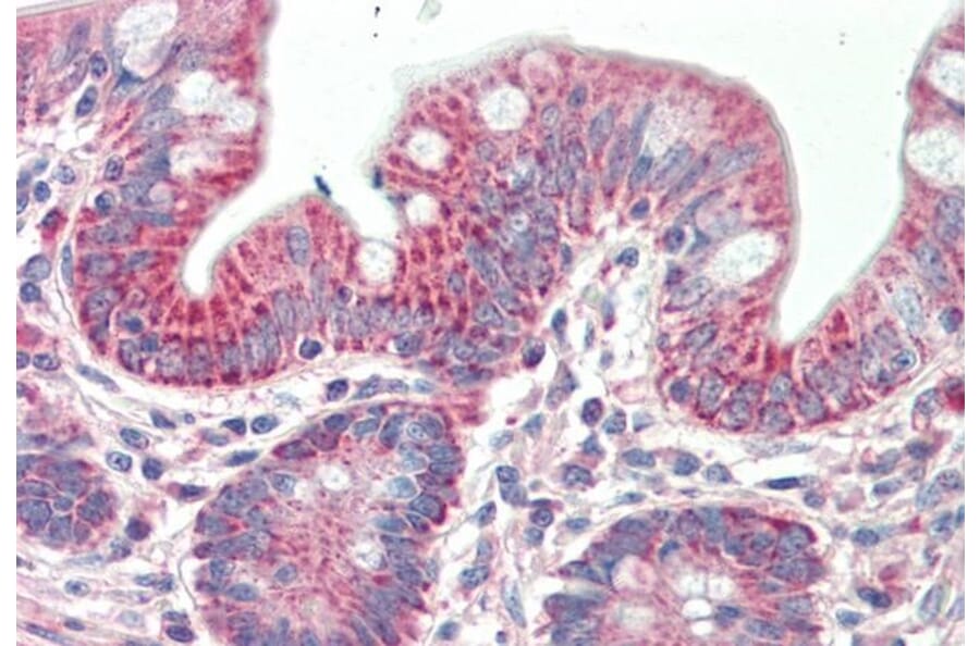 Immunohistochemistry - Anti-PTCD2 Antibody (A85092) - Antibodies.com