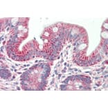 Immunohistochemistry - Anti-PTCD2 Antibody (A85092) - Antibodies.com