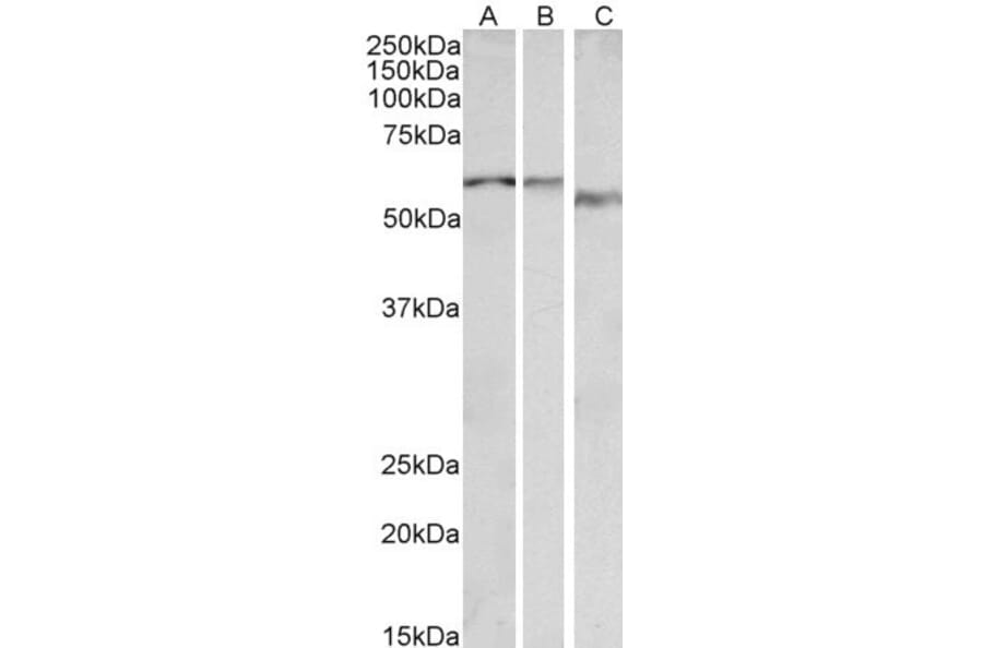 Western Blot - Anti-ADRA1B Antibody (A85095) - Antibodies.com