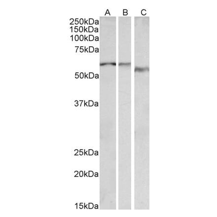 Western Blot - Anti-ADRA1B Antibody (A85095) - Antibodies.com
