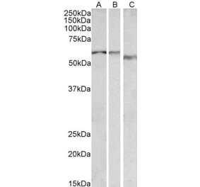 Western Blot - Anti-ADRA1B Antibody (A85095) - Antibodies.com
