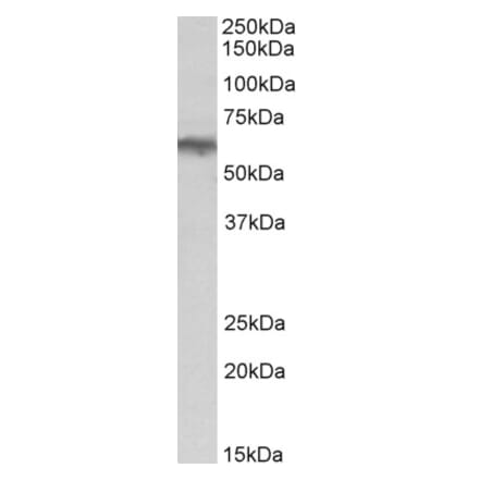 Western Blot - Anti-ADRA1B Antibody (A85096) - Antibodies.com