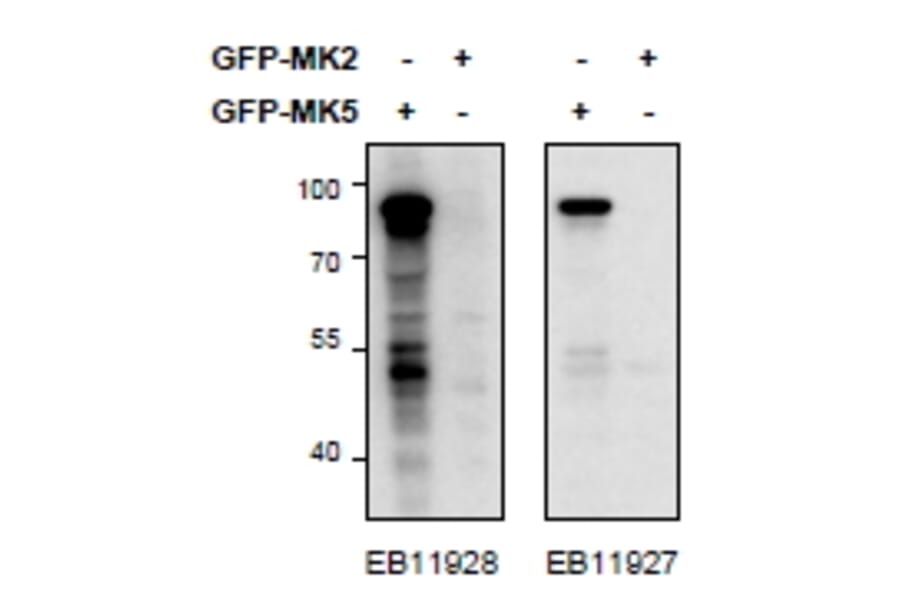 Western Blot - Anti-PRAK/MK5 Antibody (A85097) - Antibodies.com