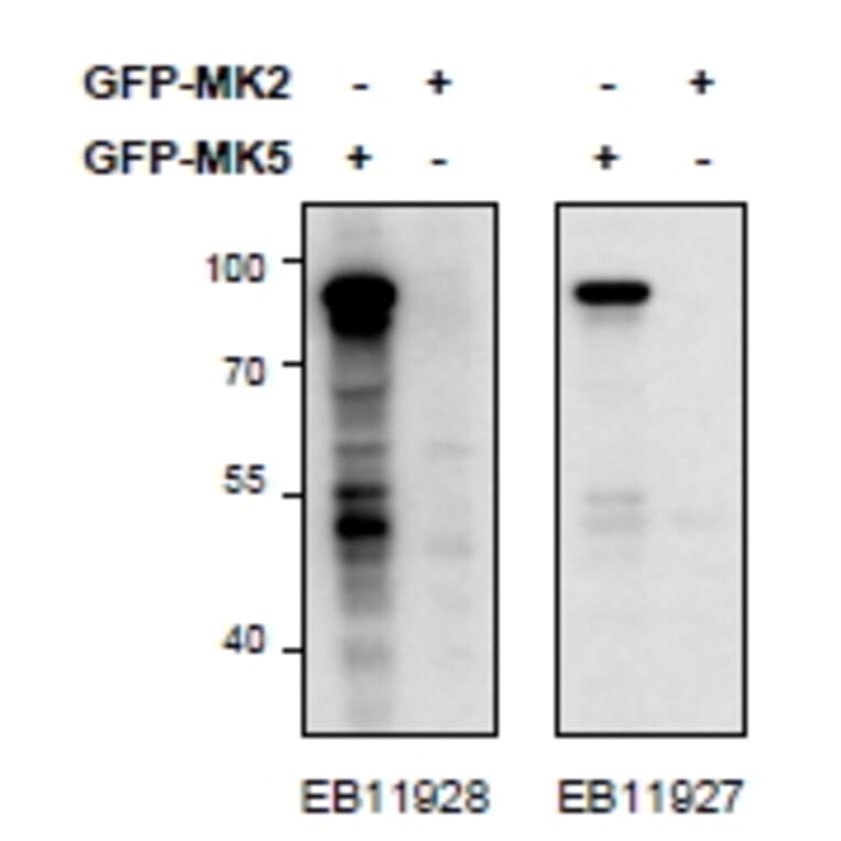 Western Blot - Anti-PRAK/MK5 Antibody (A85097) - Antibodies.com
