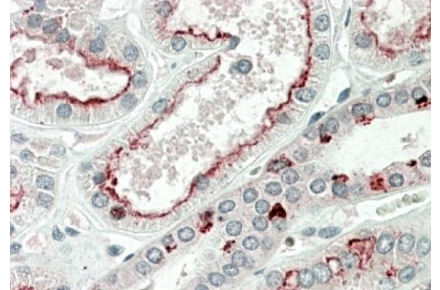 Immunohistochemistry - Anti-PRAK/MK5 Antibody (A85097) - Antibodies.com