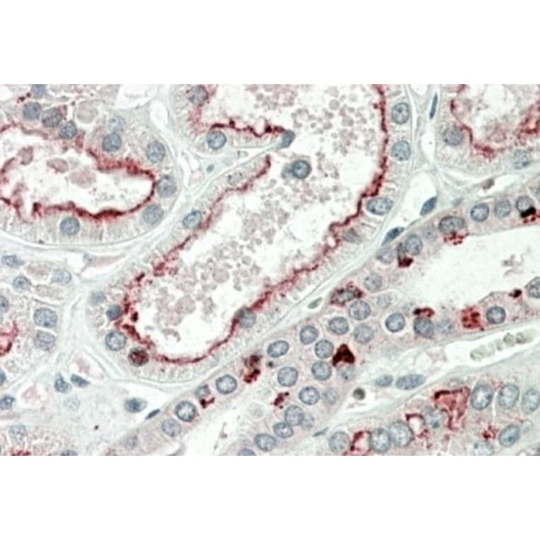 Immunohistochemistry - Anti-PRAK/MK5 Antibody (A85097) - Antibodies.com