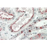 Immunohistochemistry - Anti-PRAK/MK5 Antibody (A85097) - Antibodies.com