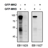 Western Blot - Anti-PRAK/MK5 Antibody (A85098) - Antibodies.com