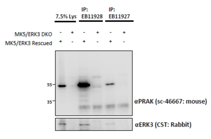 IP/Western Blot - Anti-PRAK/MK5 Antibody (A85098) - Antibodies.com