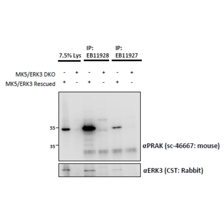 IP/Western Blot - Anti-PRAK/MK5 Antibody (A85098) - Antibodies.com