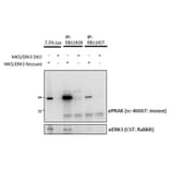 IP/Western Blot - Anti-PRAK/MK5 Antibody (A85098) - Antibodies.com