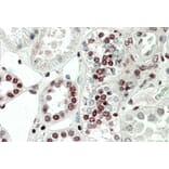 Immunohistochemistry - Anti-PRAK/MK5 Antibody (A85098) - Antibodies.com