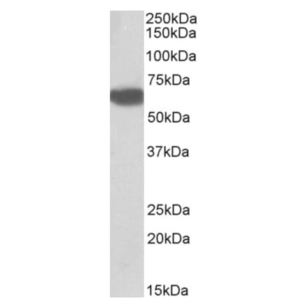 Western Blot - Anti-BTD Antibody (A85099) - Antibodies.com