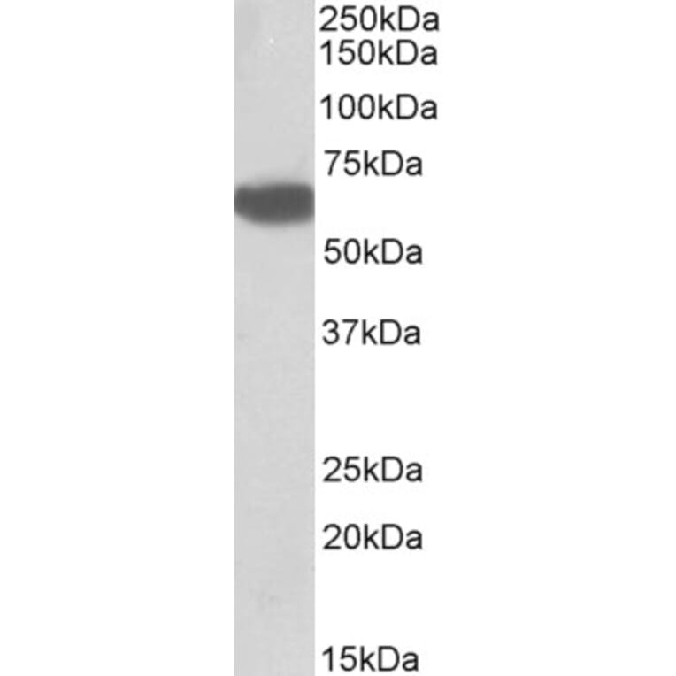 Western Blot - Anti-BTD Antibody (A85099) - Antibodies.com